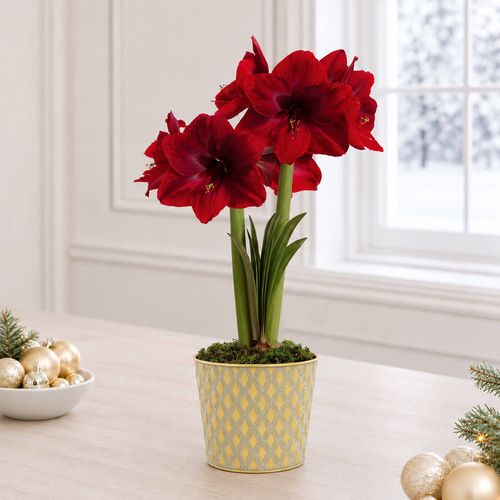 Glistening Gold Black Pearl Amaryllis Gift Image
