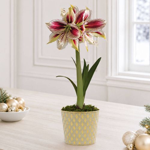 Glistening Gold Papilio Amaryllis Gift Image