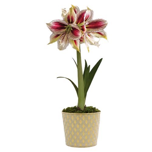 Glistening Gold Papilio Amaryllis Gift Image