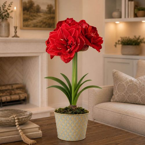 Glistening Gold Top Notch Amaryllis Gift Image