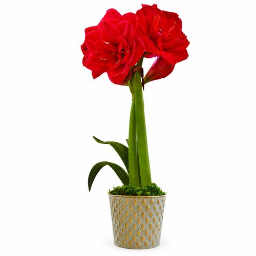 Glistening Gold Top Notch Amaryllis Gift Image