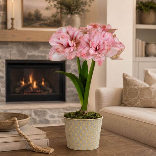 Glistening Gold Replay Amaryllis Gift Image