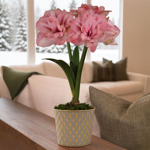 Glistening Gold Replay Amaryllis Gift Image