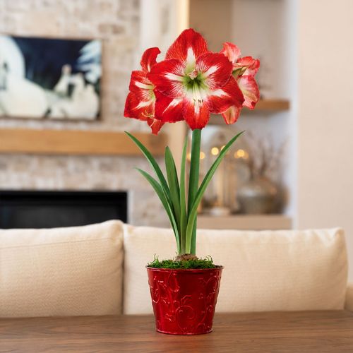 Holiday Greetings Minerva Amaryllis Gift Image