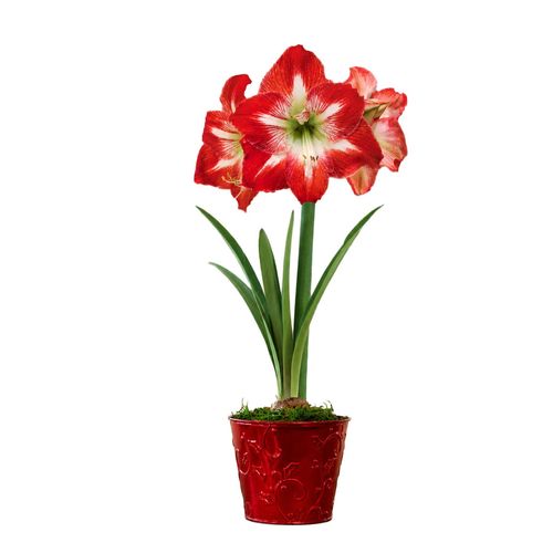 Holiday Greetings Minerva Amaryllis Gift Image