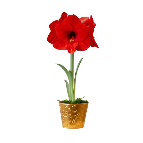 Holiday Greetings Red Lion Amaryllis Gift Image