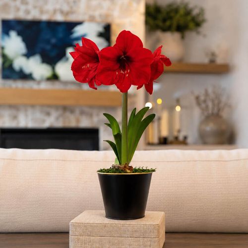 Timeless Elegance Red Lion Amaryllis Gift Image