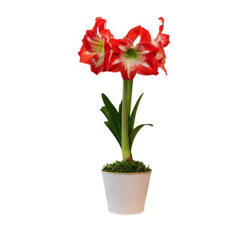 Timeless Elegance Minerva Amaryllis Gift Image