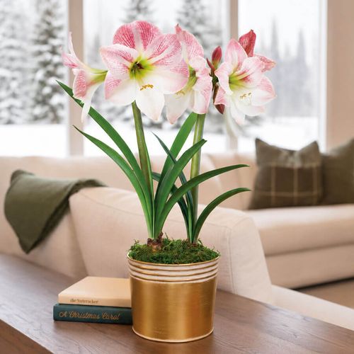 Winter Frost Apple Blossom Amaryllis Duo Gift Image