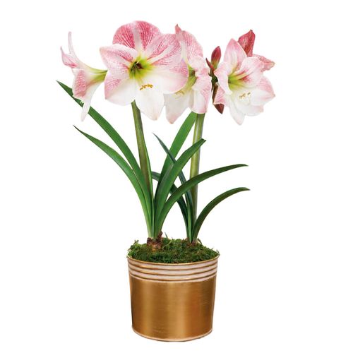 Winter Frost Apple Blossom Amaryllis Duo Gift Image