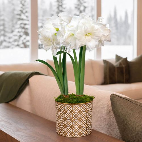Golden Dreams Alfresco Amaryllis Duo Gift Image