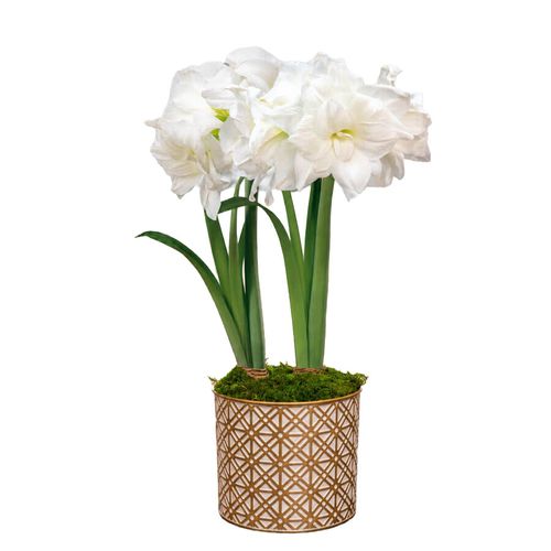 Golden Dreams Alfresco Amaryllis Duo Gift Image