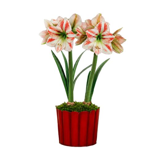 Warm Wishes Moon Scene Amaryllis Duo Gift Image