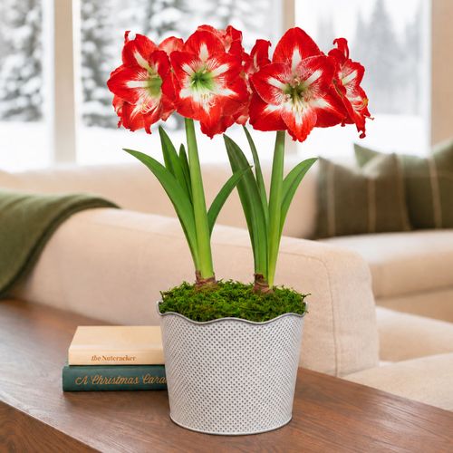 Good Tidings Minerva Amaryllis Duo Gift Image