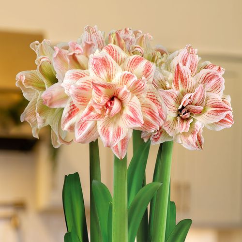 Majestic Woods Striped Echo Amaryllis Trio Gift Image
