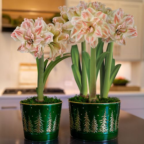 Majestic Woods Striped Echo Amaryllis
