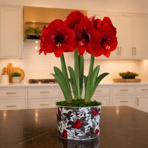 Cardinal Wishes Miracle Amaryllis Trio Gift Image