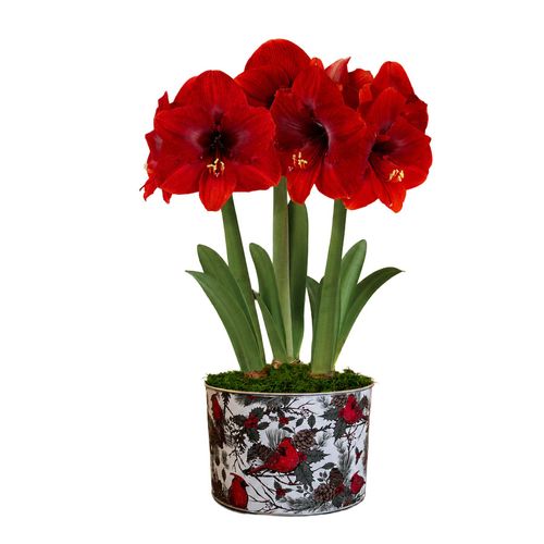 Cardinal Wishes Miracle Amaryllis Trio Gift Image