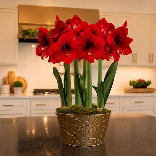 Season's Finest Red Lion Amaryllis Ultimate Gift Image