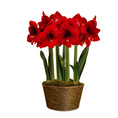 Season's Finest Red Lion Amaryllis Ultimate Gift Image