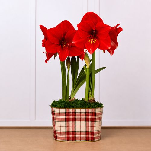 Fireside Plaid Miracle Amaryllis Duo Gift Image