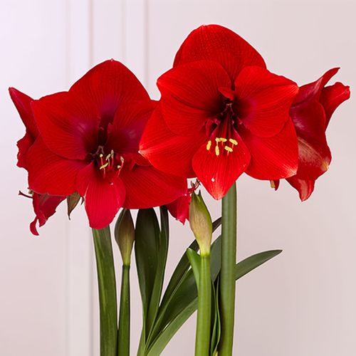 Fireside Plaid Miracle Amaryllis Duo Gift Image