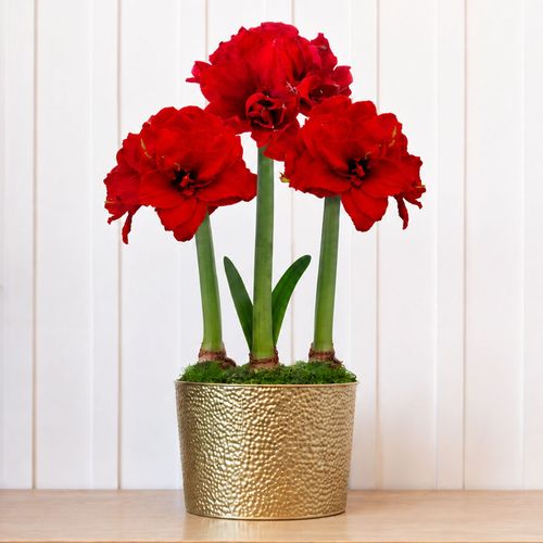 Holiday Glow Ragtime Amaryllis Trio Gift Image