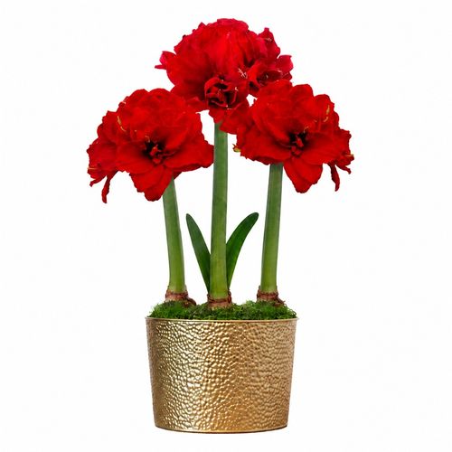 Holiday Glow Ragtime Amaryllis Trio Gift Image