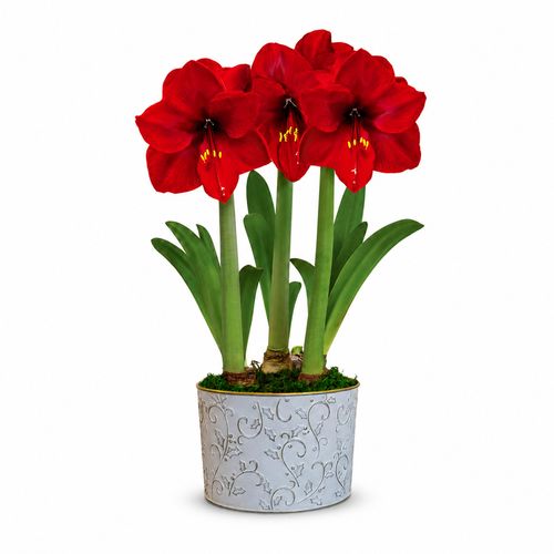 Winter Holly Red Lion Amaryllis Trio Gift Image