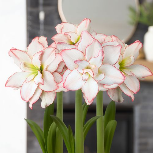 Joyous Season Harlequin Amaryllis Trio Gift Image
