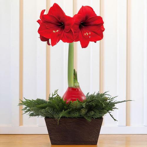 Perfect Pairing Fresh Evergreen Arrangement Image