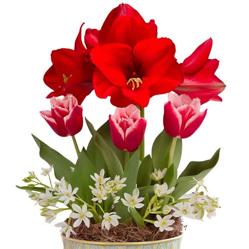 Winter Delight Bulb Garden Gift Image