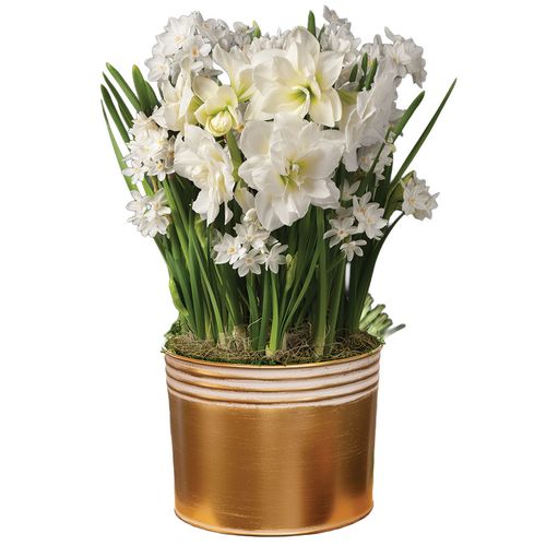 Heavenly Bliss Bulb Garden Gift Image