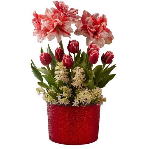 Merry Medley Bulb Garden Gift Image