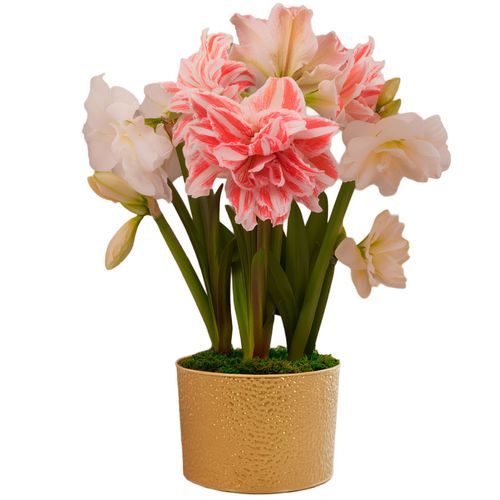 Sugar Plum Fairy Bulb Garden Gift Image