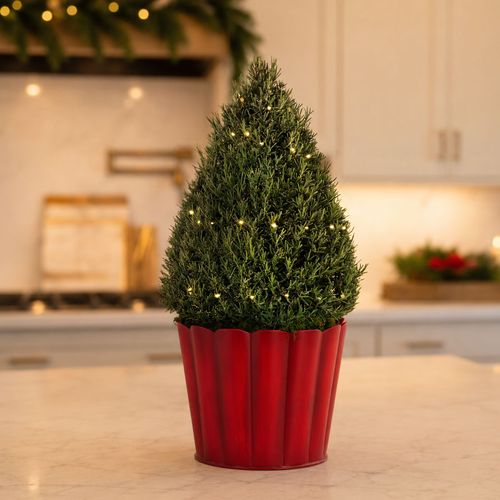 Fresh and Fragrant Rosemary Tree Gift Image