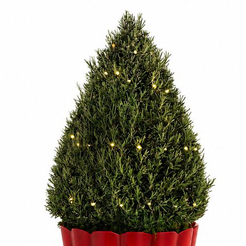 Fresh and Fragrant Rosemary Tree Gift Image