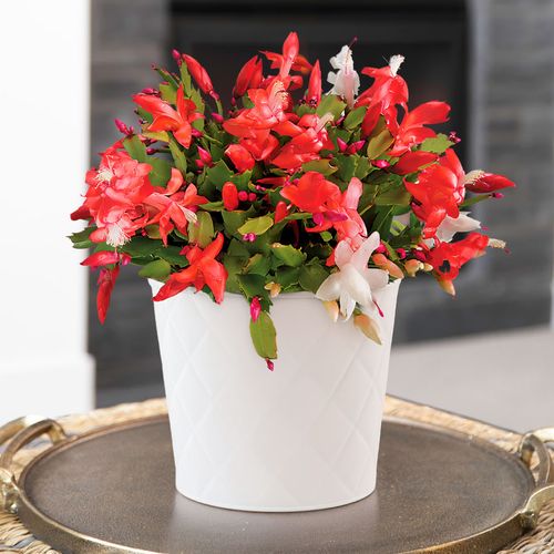 Christmas Cactus Maintenance Guide