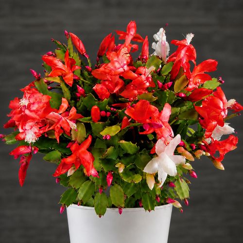 Joyful Christmas Cactus Gift Plant Image