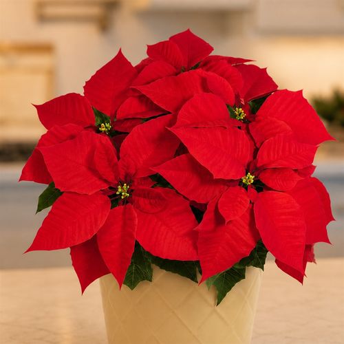 Classic Red Poinsettia Gift Plant Image