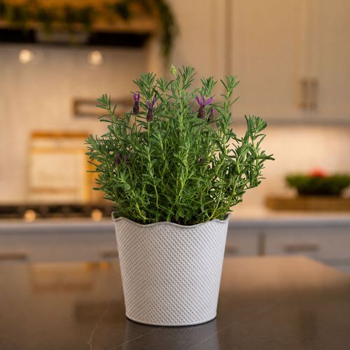 Lavender Delight Gift Plant Image