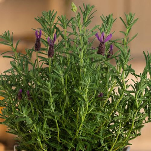 Lavender Delight Gift Plant Image