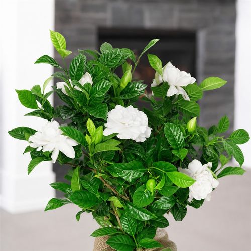Gardenia Gift Tree Image
