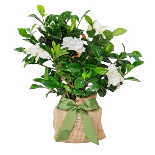 Gardenia Gift Tree Image
