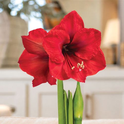 Blue Waxed Red Lion Amaryllis Gift Image