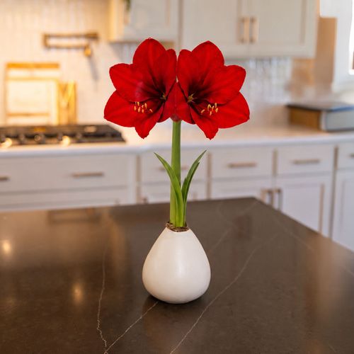 White Waxed Red Lion Amaryllis Gift Image