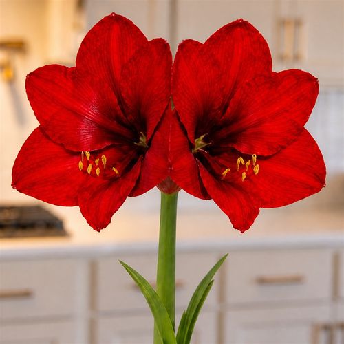 White Waxed Red Lion Amaryllis Gift Image