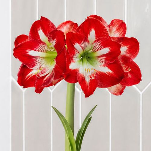 White Waxed Minerva Amaryllis Gift Image