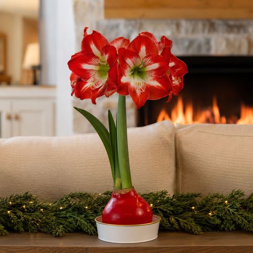 Timeless Elegance Red Waxed Minerva Amaryllis Gift Image