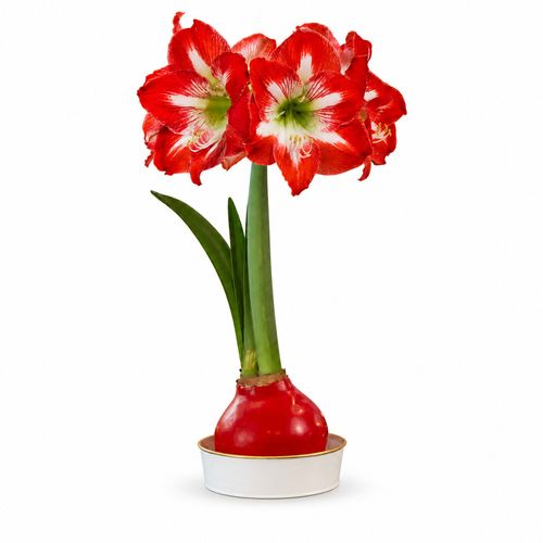 Timeless Elegance Red Waxed Minerva Amaryllis Gift Image